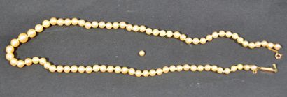 null Necklace of knotted cultured pearls with 18 K (750/oo) yellow gold clasp (a...