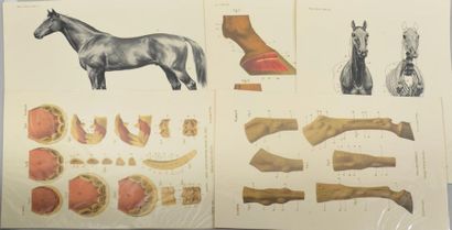 null [EQUITATION]
Suite of thirteen anatomical engravings in colour and black and...