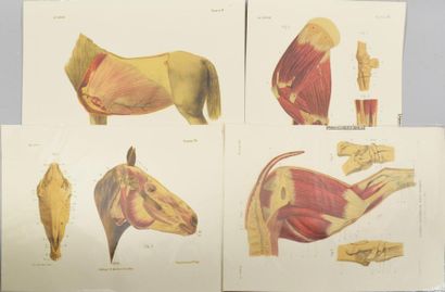 null [EQUITATION]
Suite of thirteen anatomical engravings in colour and black and...