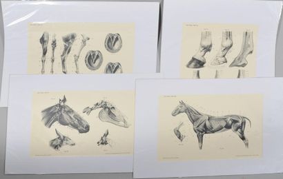 null [EQUITATION]
Suite of thirteen anatomical engravings in colour and black and...