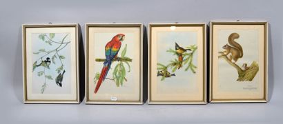 null Lot de 12 reproductions en couleurs représentant des oiseaux, papillons, poissons,...