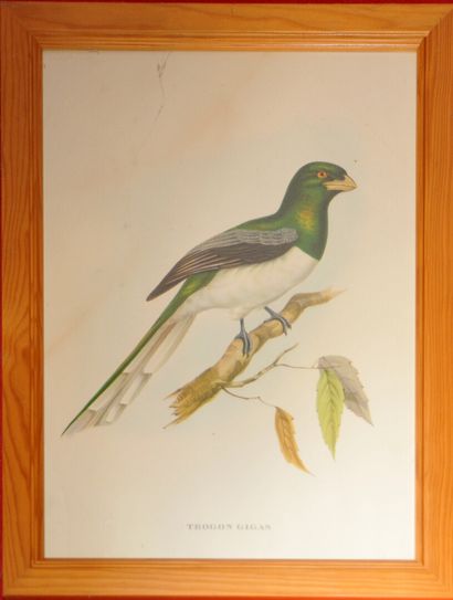 null Ensemble de deux gravures en couleurs naturalistes figurant des oiseaux « Sedge...