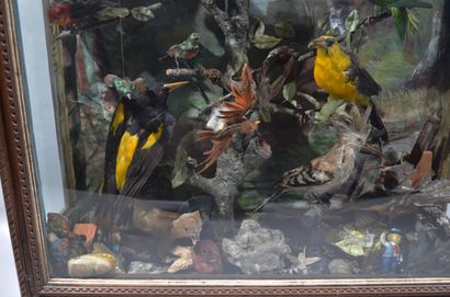 null Important DIORAMA d'oiseaux naturalisés et objets de vitrines. Le tout dans...