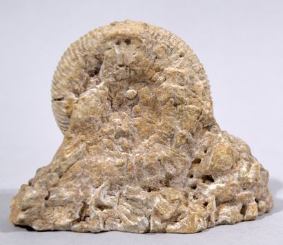 null Fossile d'ammonite. 

Hauteur : 6,5 cm