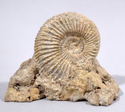null Fossile d'ammonite. 

Hauteur : 6,5 cm