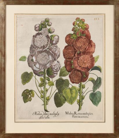 Basilius BESLER (1561-1629) 
«Malva rosea...