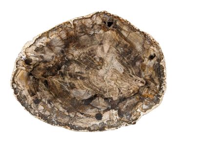 null DISQUE d'araucaria (bois ancien conifère) fossilisé (pétrifié)
Arizona - Environs...