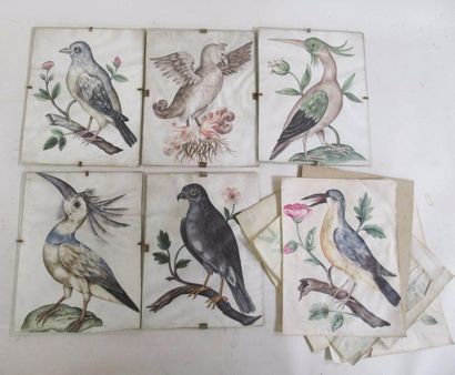 null "Oiseaux exotiques" 6 dessins rehaussés d'aquarelle sur papier et vélin On y...