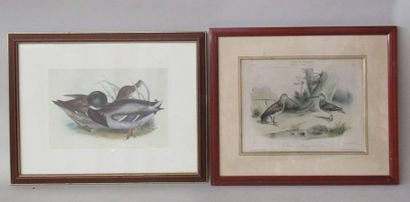 null Deux gravures "Galerie ornithologique - Collection d'oiseaux d'Europe" et une...