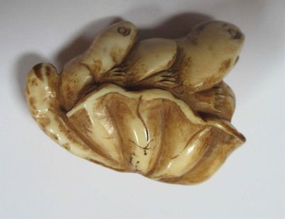 null Netsuke en ivoire bien patiné sculpté d'une grenouille et de son petit sur une...