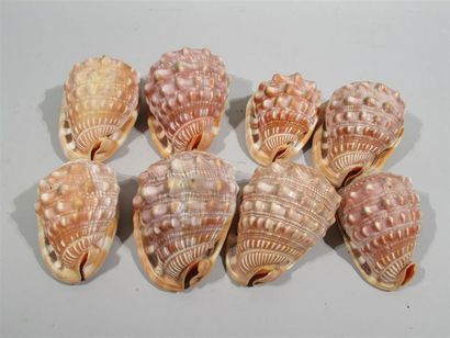 null Collection de coquillages mollusques gastéropodes dits "Cypraecassis rufa" -...