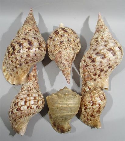 null Collection de six importants coquillages dits "FASCIOLARIA TRAPEZIUM" 