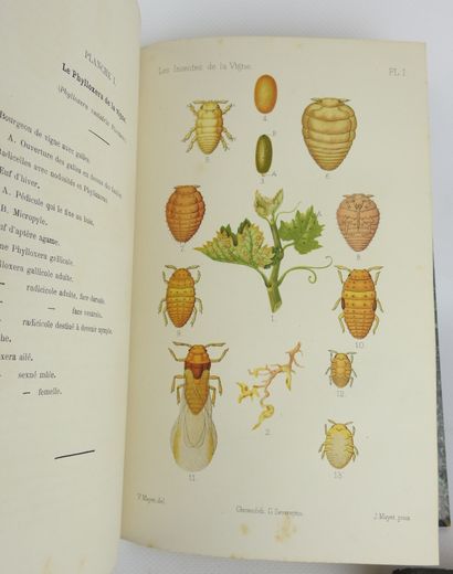 null DEUX VOLUMES XIXème.



- Valéry MAYET : Les insectes de la vigne. Montpellier,...