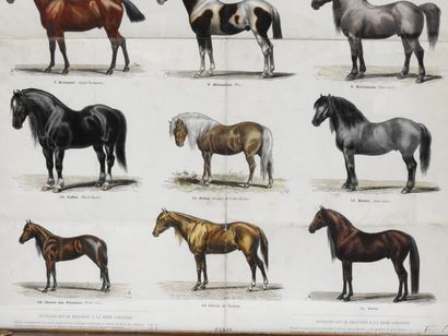 null Albert ADAM d'après

Tableau des principales races de chevaux et de leurs robes...