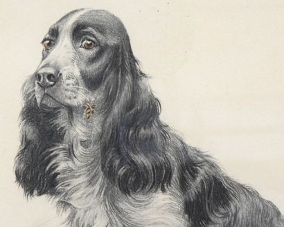 null Léon DANCHIN after

Cocker and pheasant

Lithograph in color

Signed in graphite...