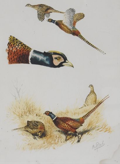 null Boris Riabouchinsky known as RIAB after

Meeting of two prints in colors : Pheasants...
