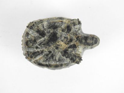 null EGYPTE : Rare statuette de tortue en pierre. XXVIe-XXXe Dynastie (663-332 av....