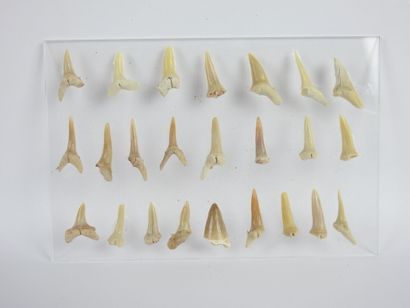 null ENSEMBLE de 24 dents de requins fossilisées
