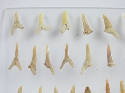 null ENSEMBLE de 24 dents de requins fossilisées