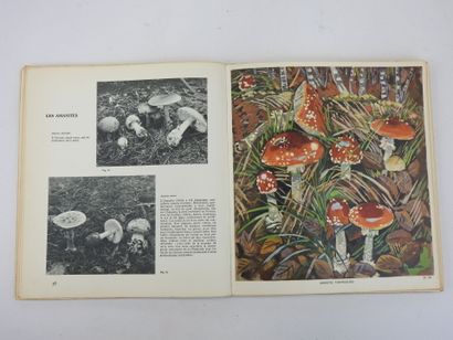 null HEM Roger. Les Champignons. Editions Alpina, Paris, 1948. Un vol. broché, E.O....