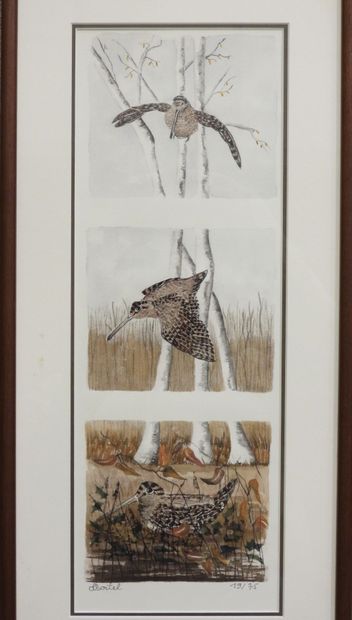 null Sophie BOITEL (XXth): Woodcock. Lithograph N°19/75. 39 x 13,5 cm (at sight)....
