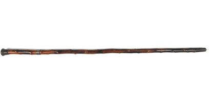 null CANE-EPEE. Model with acacia burl shaft, steel pommel, flat blade with median...