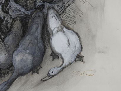 null MARTINEAU: Study of geese and ducks. Watercolor drawing signed in the lower...