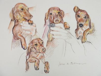 null Jacques FAVRE DE THIERRENS (1895-1973): Study of four TECKELS. Lithograph signed...