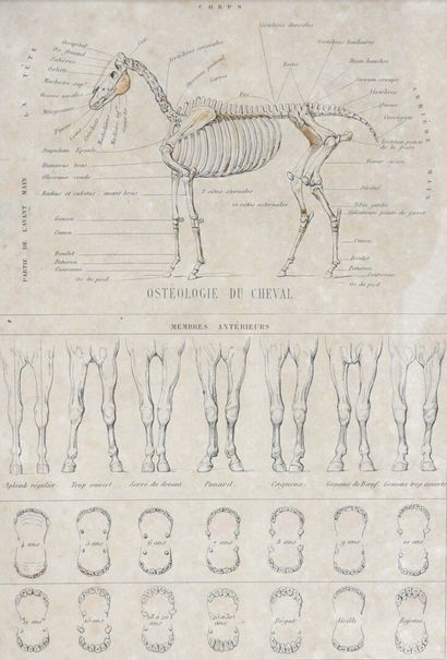 null Planche hippologique.

Estampe réhaussée d'aquarelle.

46,5 x 60,5 cm à vue...