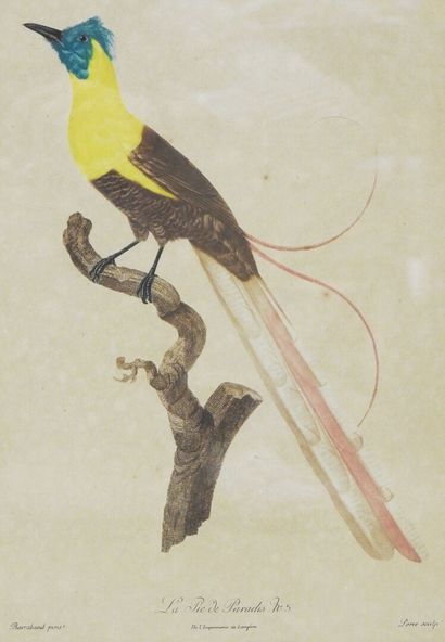 null Jacques Louis PEREE (1769-1832) after Jacques BARRABAND (1768-1809)

The yellow-throated...