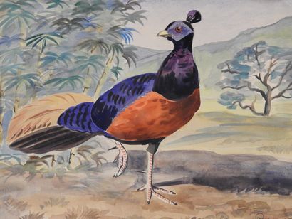 null REBOUTEAU - XXth century

Noble pheasant.

Watercolor and gouache. Signed and...