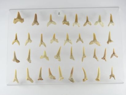 null Ensemble de 34 petites dents de requins fossilisées