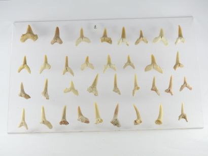 null Ensemble de 34 petites dents de requins fossilisées