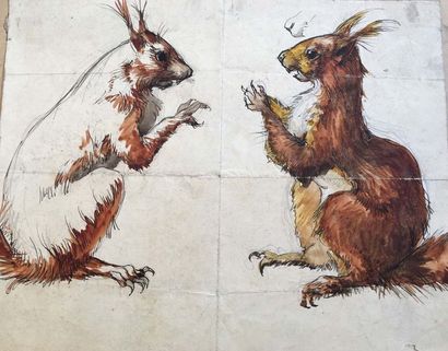 Ecole du XIXème siècle: Etude d'écureuils....