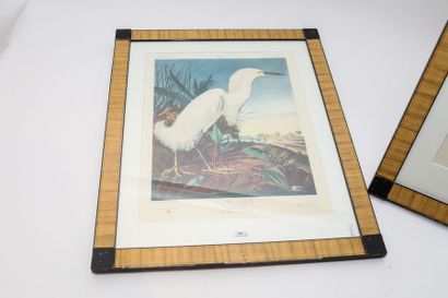 AUDUBON John James (1785-1851) [d'après] "Planches ornithologiques", trois reproductions...