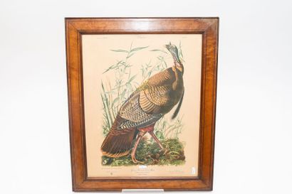 AUDUBON John James (1785-1851) [d'après] "Planches ornithologiques", trois reproductions...