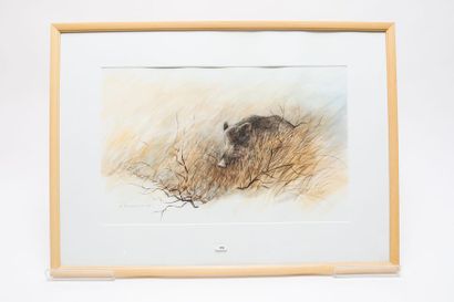 POISSONNIER Christophe "Sanglier", [20]06, aquarelle gouachée sur papier, signée...