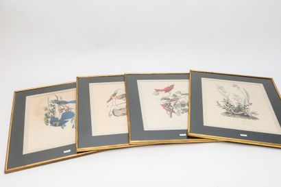 AUDUBON John James (1785-1851) [d'après] "Planches ornithologiques", suite de quatre...