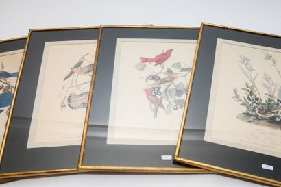 AUDUBON John James (1785-1851) [d'après] "Planches ornithologiques", suite de quatre...