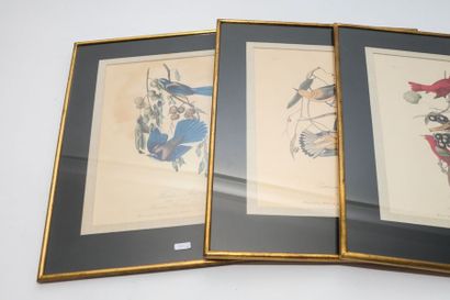 AUDUBON John James (1785-1851) [d'après] "Planches ornithologiques", suite de quatre...