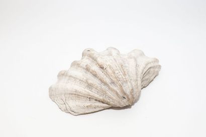 null Grand coquillage, l. 35,5 cm [altérations].