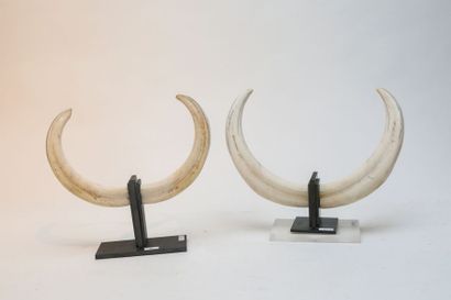 null Deux paires de défenses de phacochère, l. 28,5 cm et 32 cm.