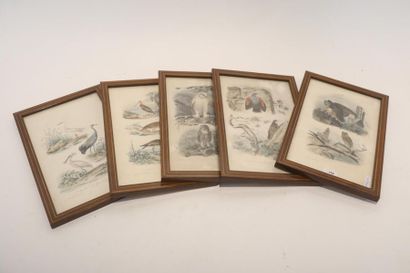 TRAVIÉS Édouard (1809-c.1869) [d'après] "Planches ornithologiques", suite de cinq...