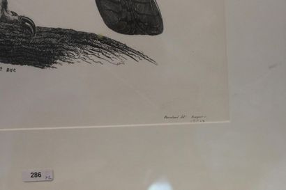 null Deux estampes ornithologiques ("Grand-duc" et "Le Cujelier"), 37x29 cm et 10,5x13,5...