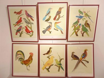 MARTINET François-Nicolas (1725/31-1804) "Ornithological plates", XXth, suite of...