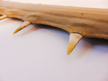null Sawfish rosette, l. 109 cm.