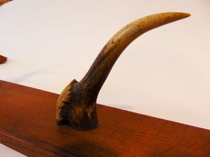 null Râtelier de chasse, XXe, chêne et bois de cervidé, h. 66 cm.