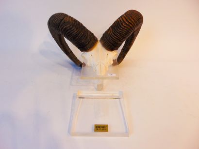 null Mouflon trophy mounted on plexiglas [this one broken].