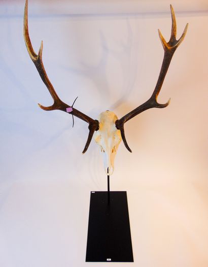 null Deer stand, 21st century, lacquered metal, h. 73.5 cm.



Sold without mass...