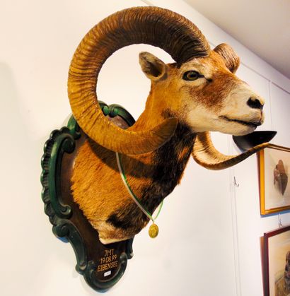 null Mouflon in cape, located and dated [wear].